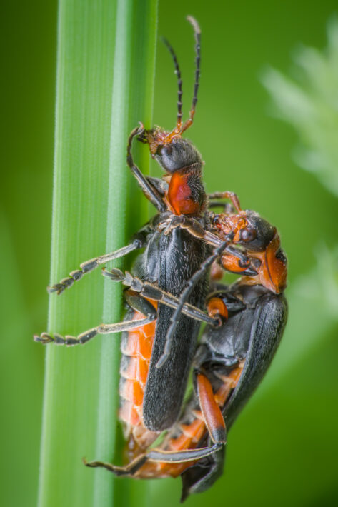 Gemeiner Weichkäfer