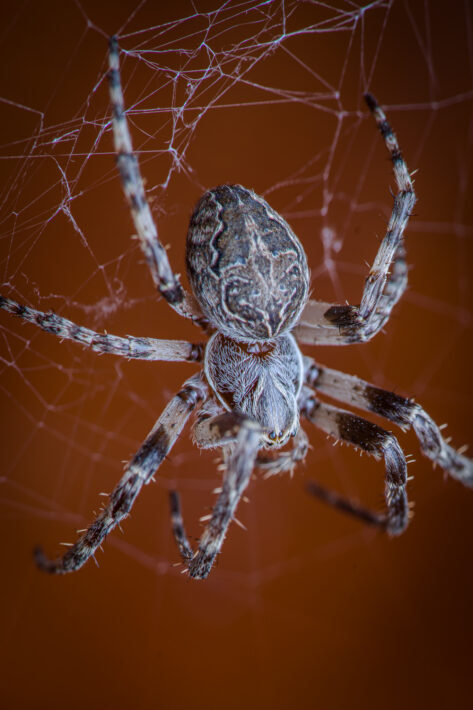 Graue Kreuzspinne (Larinioides sclopetarius)