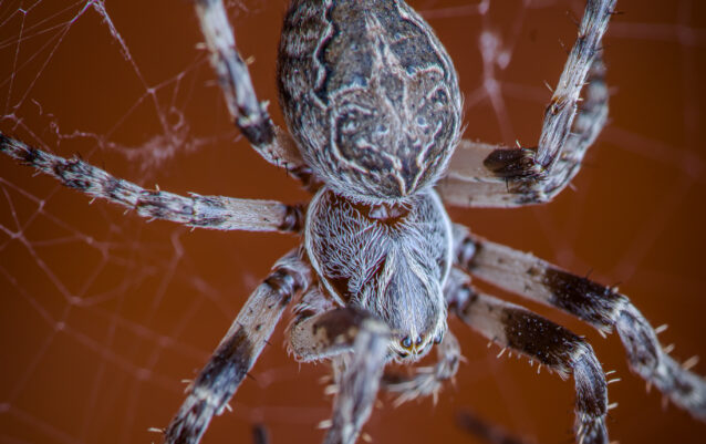 Graue Kreuzspinne (Larinioides sclopetarius)