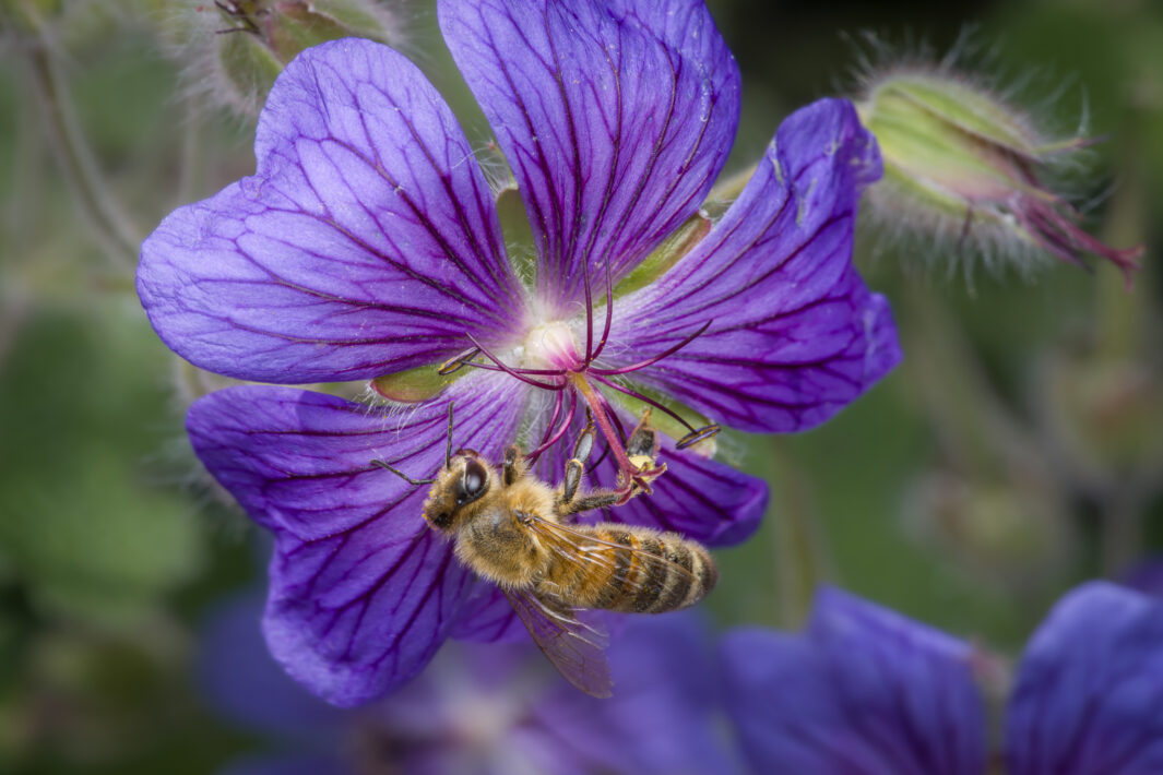 Westliche Honigbiene