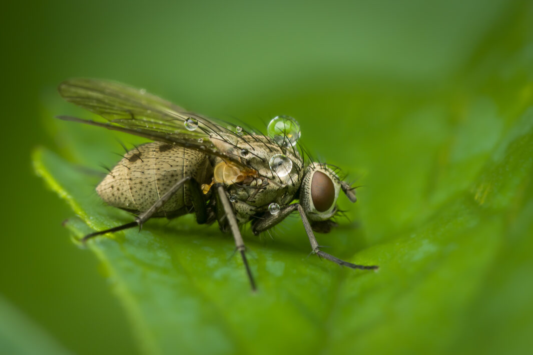 Echten Fliegen (Muscidae)
