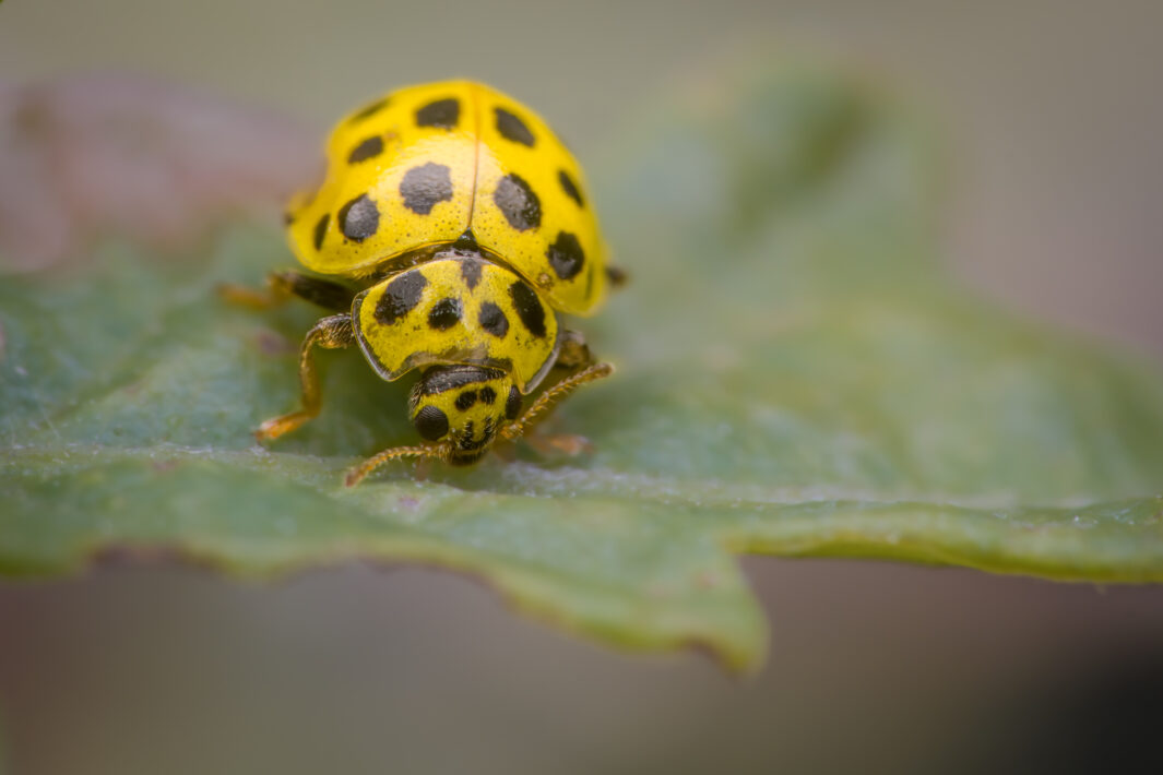 Zweiundzwanzigpunkt-Marienkäfer