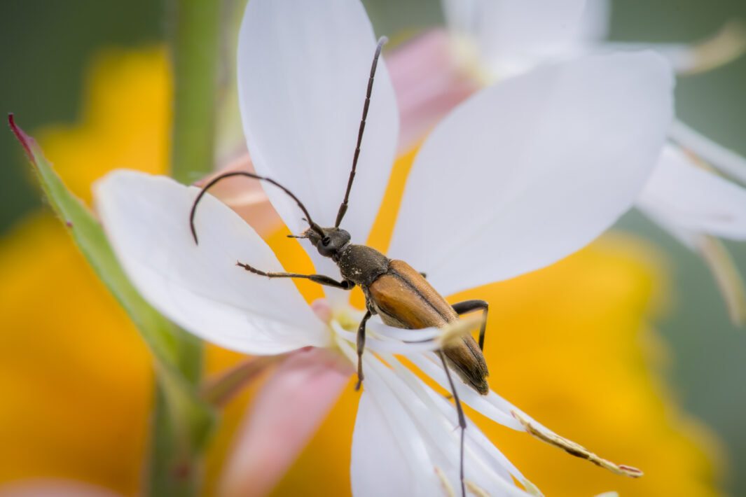 Rothalsbock (Stictoleptura rubra)