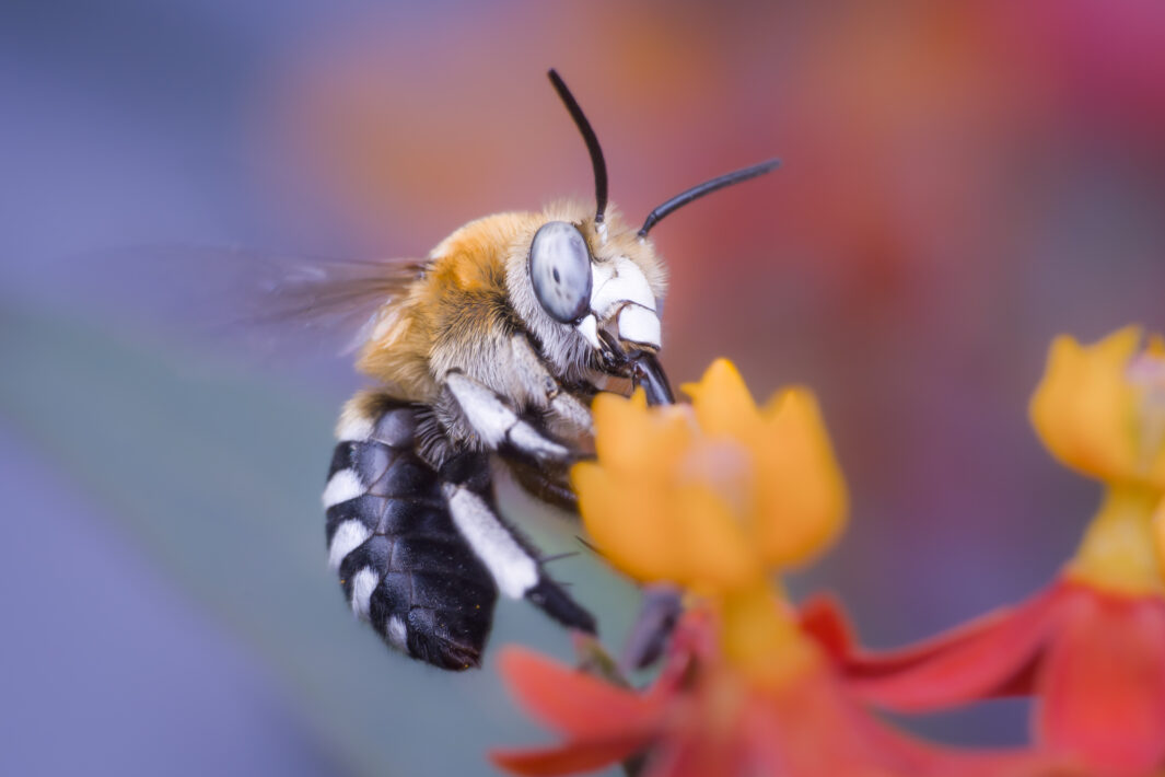 Braune Bindenpelzbiene
