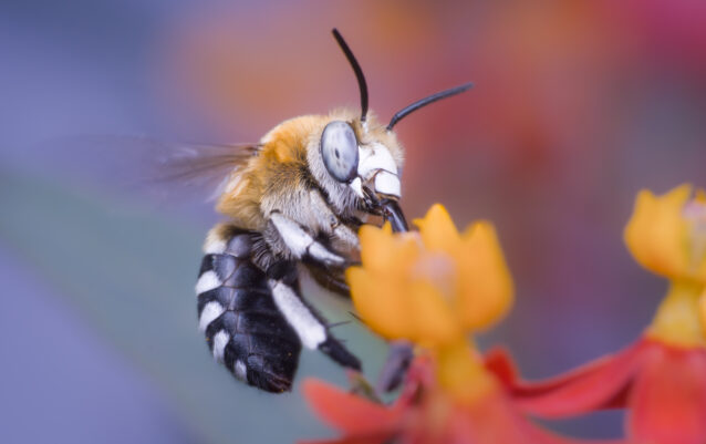 Braune Bindenpelzbiene