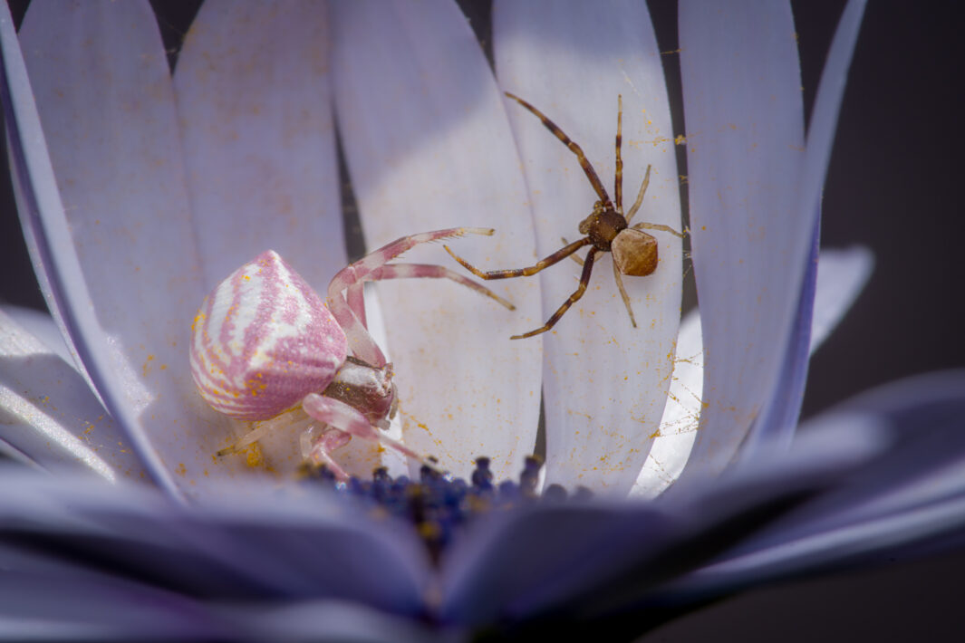 Thomisus onustus (Krabbenspinne) mit Männchen