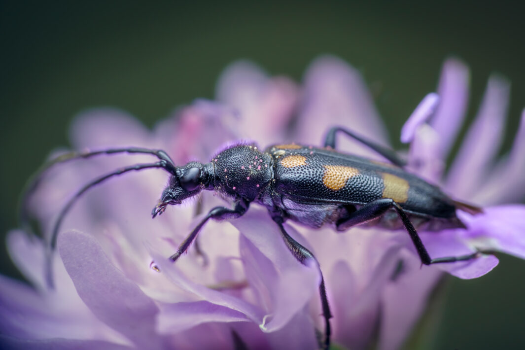 Gefleckter Halsbock (Anoplodera sexguttata)
