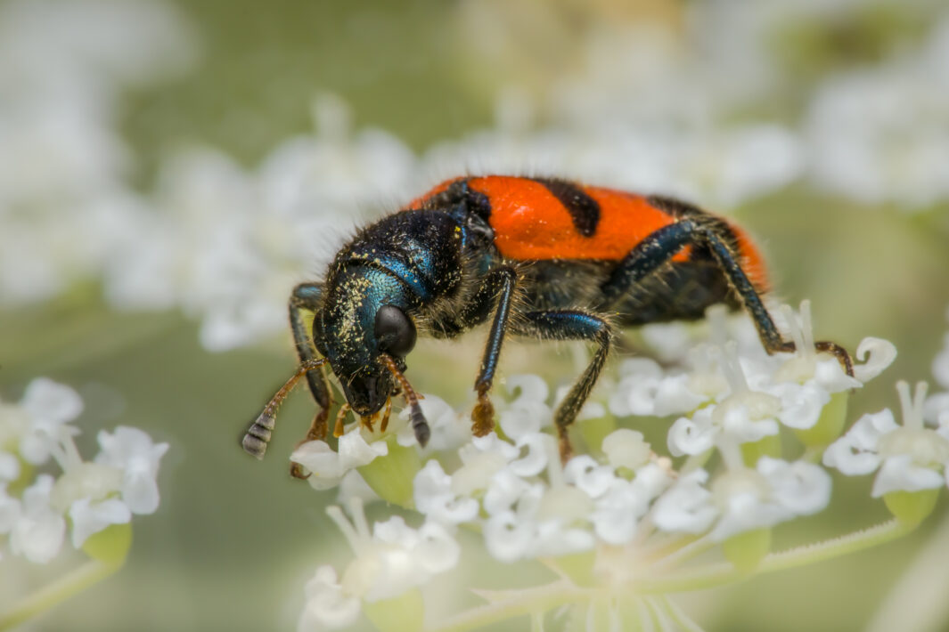 Gemeiner Bienenkäfer