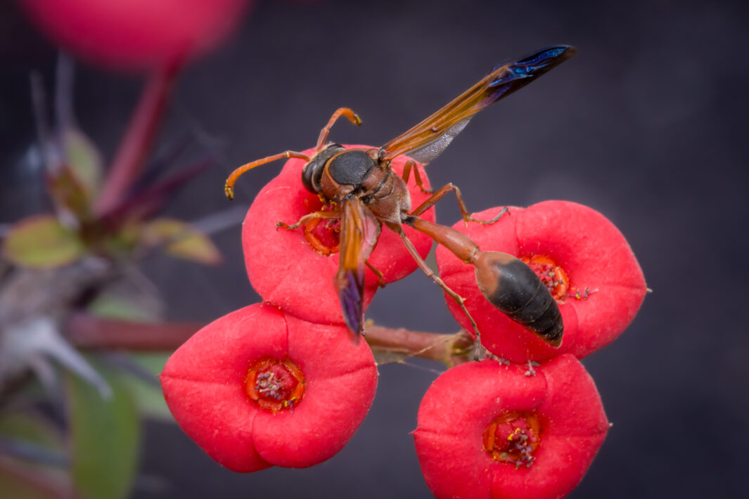 Faltenwespen (Delta dimidiatipenne)