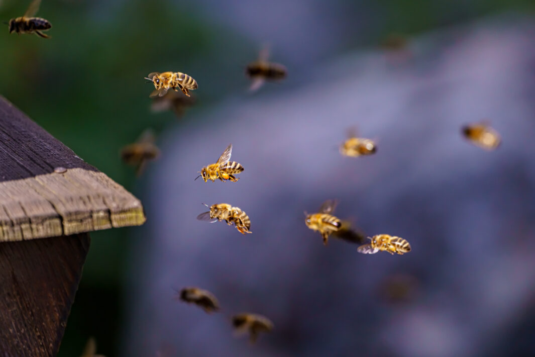 Westliche Honigbienen