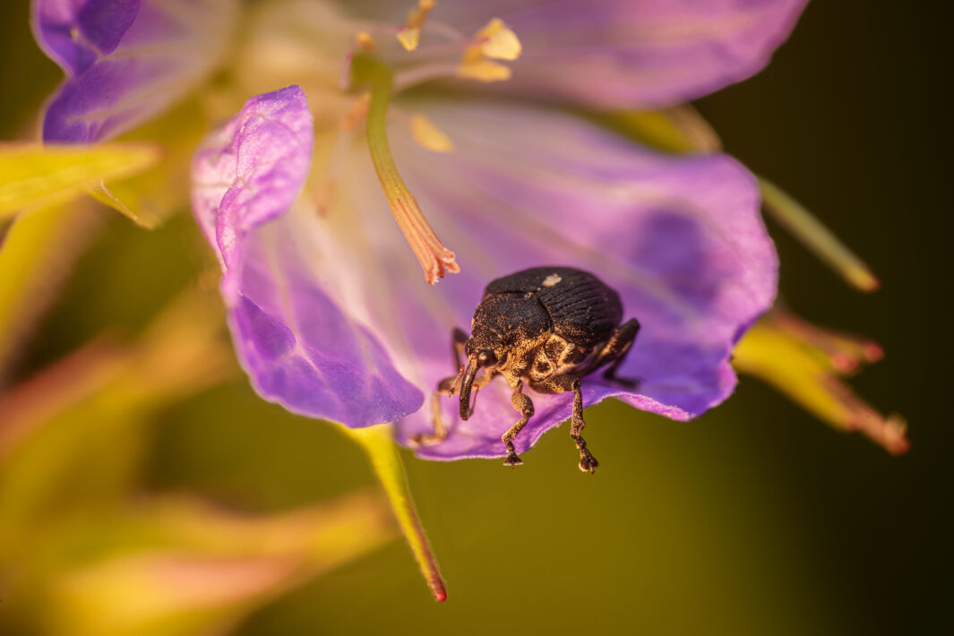 Großer Storchschnabelrüssler