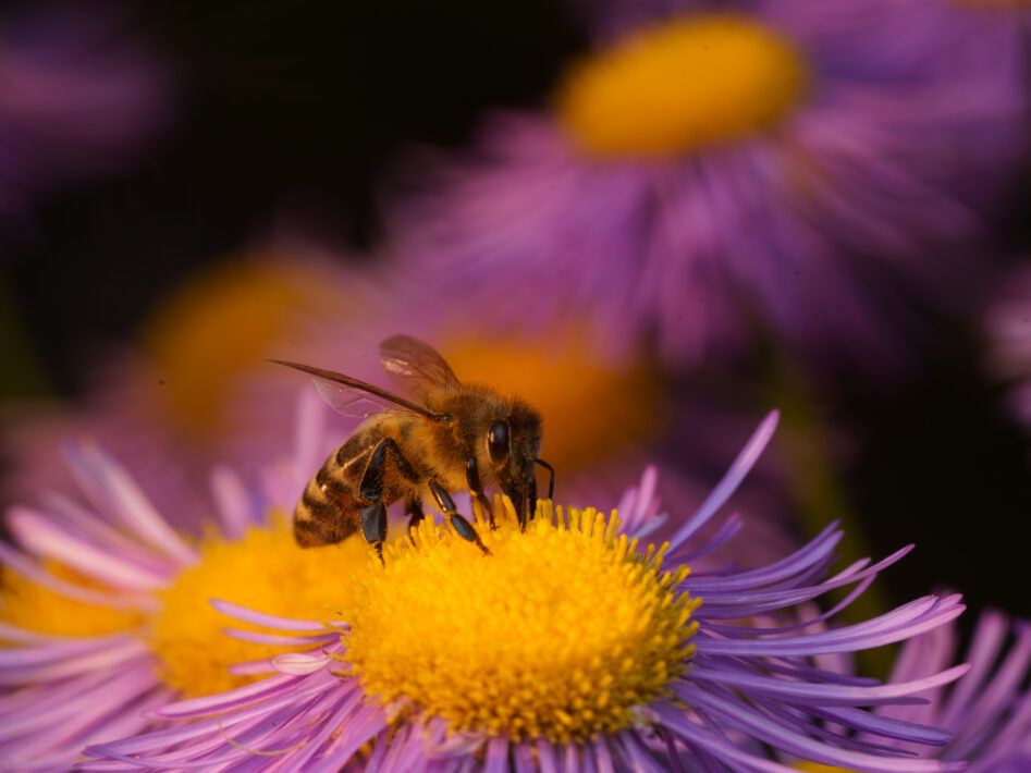 Westliche Honigbiene