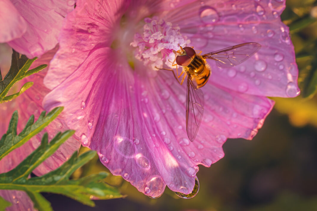 Schwebfliege (Syrphidae)