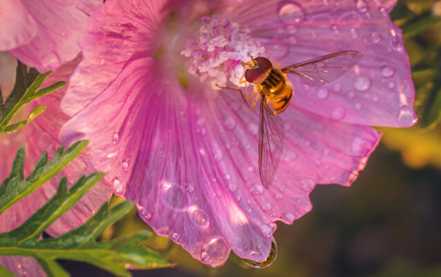 Schwebfliege (Syrphidae)
