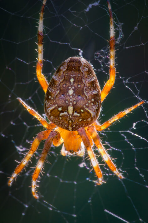 Gartenkreuzspinne (Araneus diadematus)