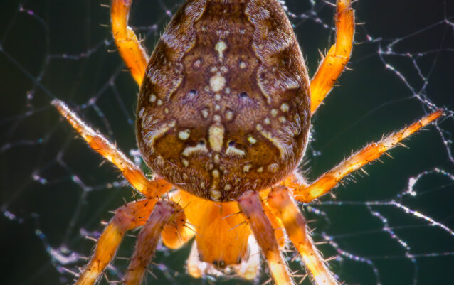 Gartenkreuzspinne (Araneus diadematus)