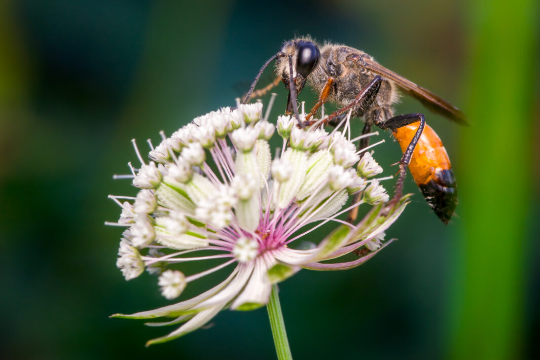 Heuschrecken-Sandwespe (Sphex funerarius)