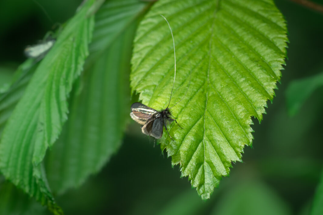 Schwarzspanner (Odezia atrata)
