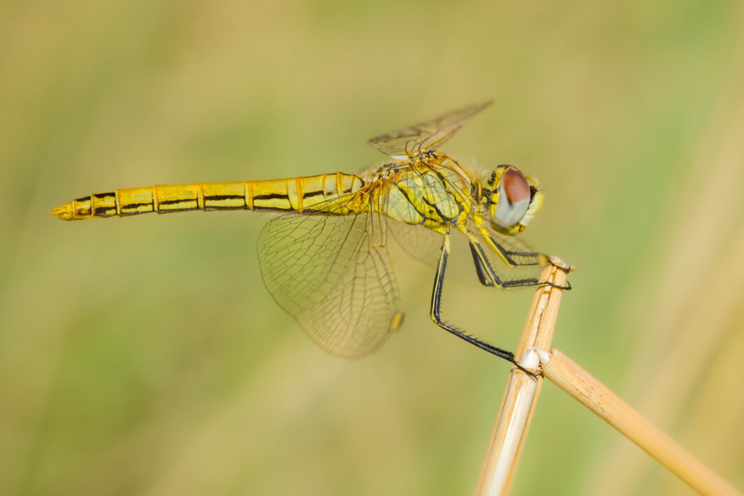 Frühe Heidelibelle (Sympetrum fonscolombii)