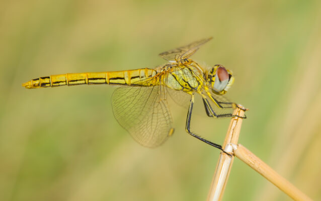 Frühe Heidelibelle (Sympetrum fonscolombii)