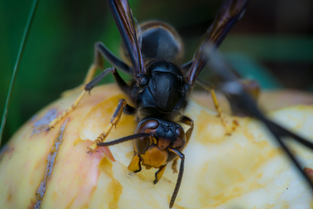 Asiatische Hornisse (Vespa velutina)