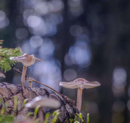 DSC04226-SharpenAI-Motion