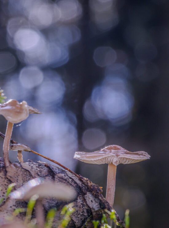 DSC04226-SharpenAI-Motion