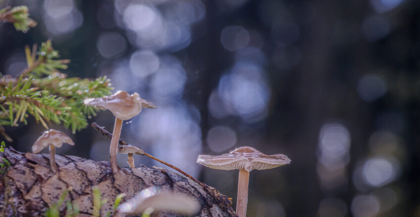 DSC04226-SharpenAI-Motion