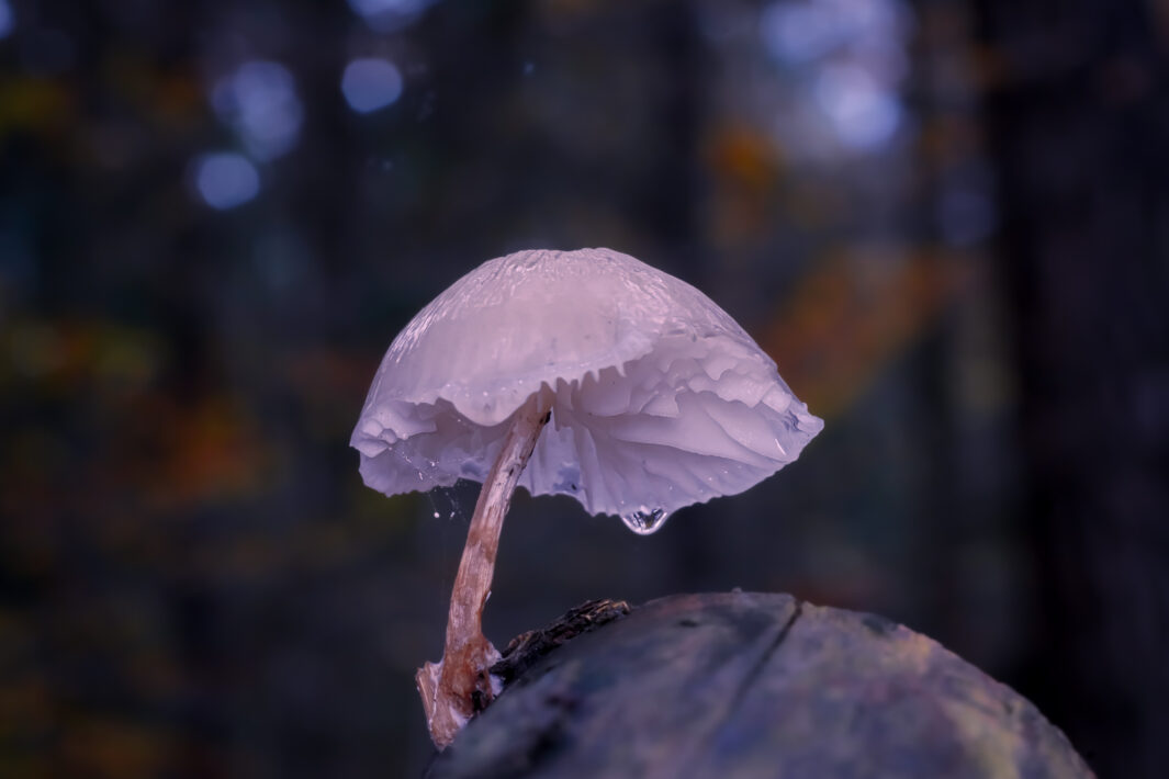 DSC04240-SharpenAI-Motion