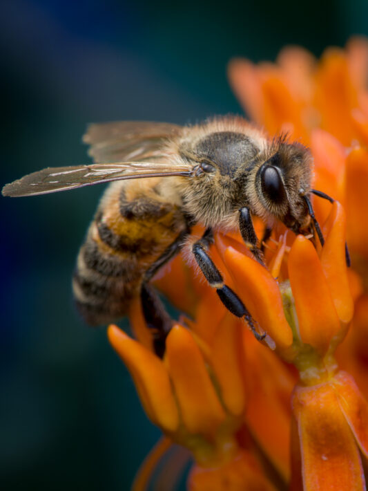 Westliche Honigbiene