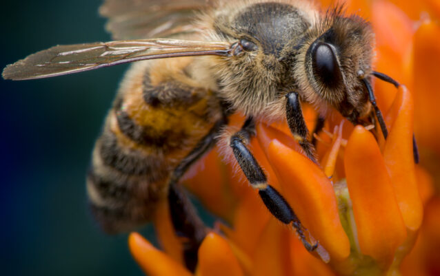 Westliche Honigbiene