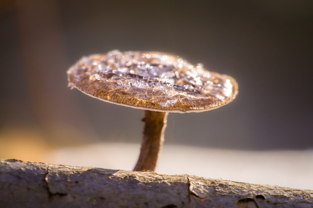 DSC04821-SharpenAI-Motion