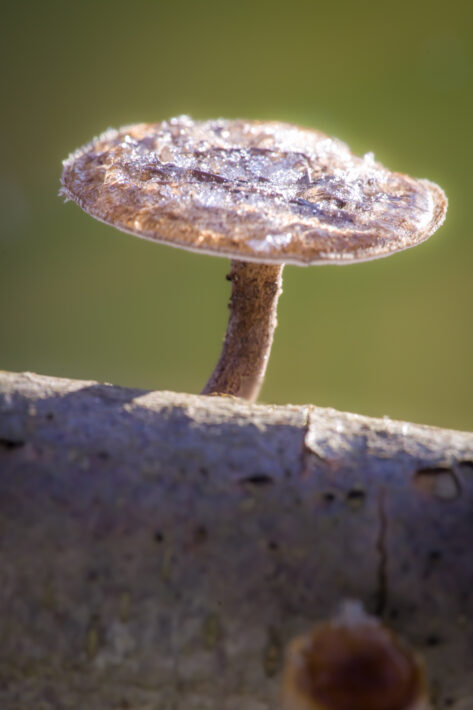 Winter-Stielporling (Polyporus brumalis)