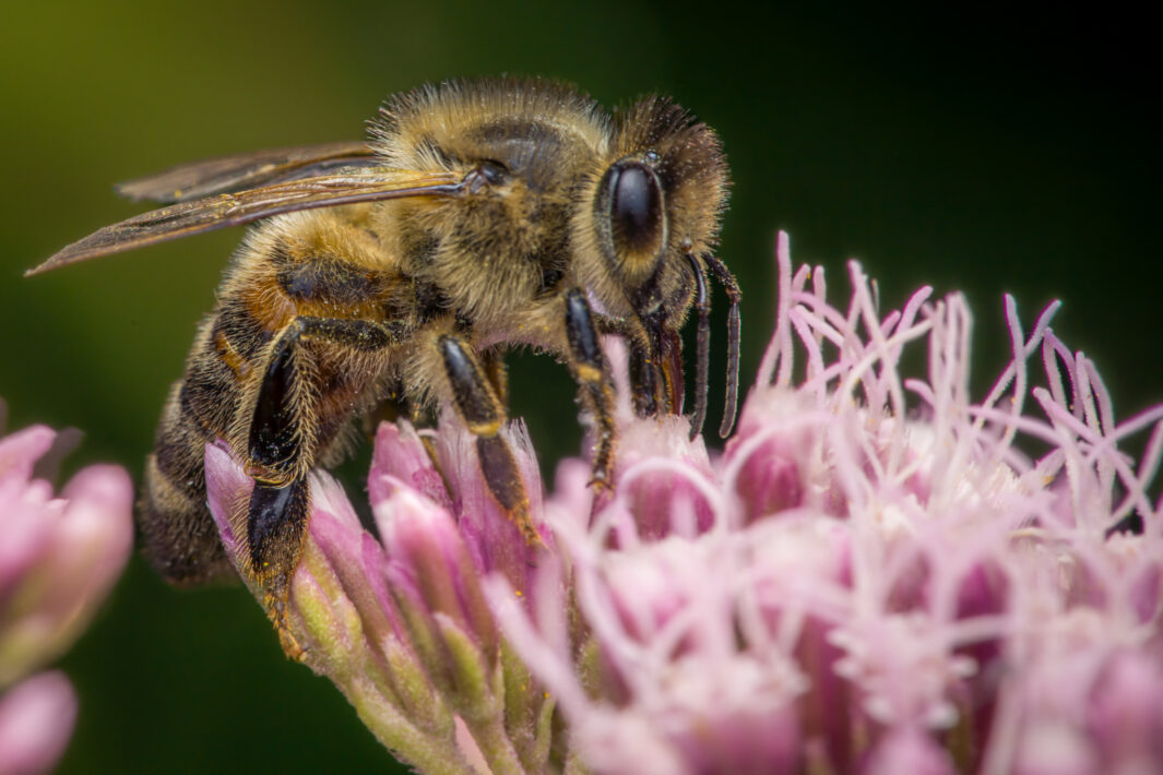 Westliche Honigbiene