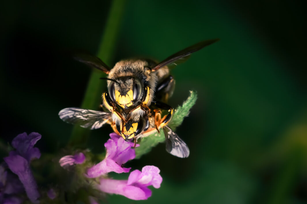 Wollbienen bei der Paarung (Anthidium manicatum)