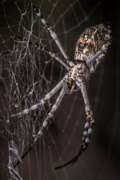 Zebraspinne (Argiope lobata)