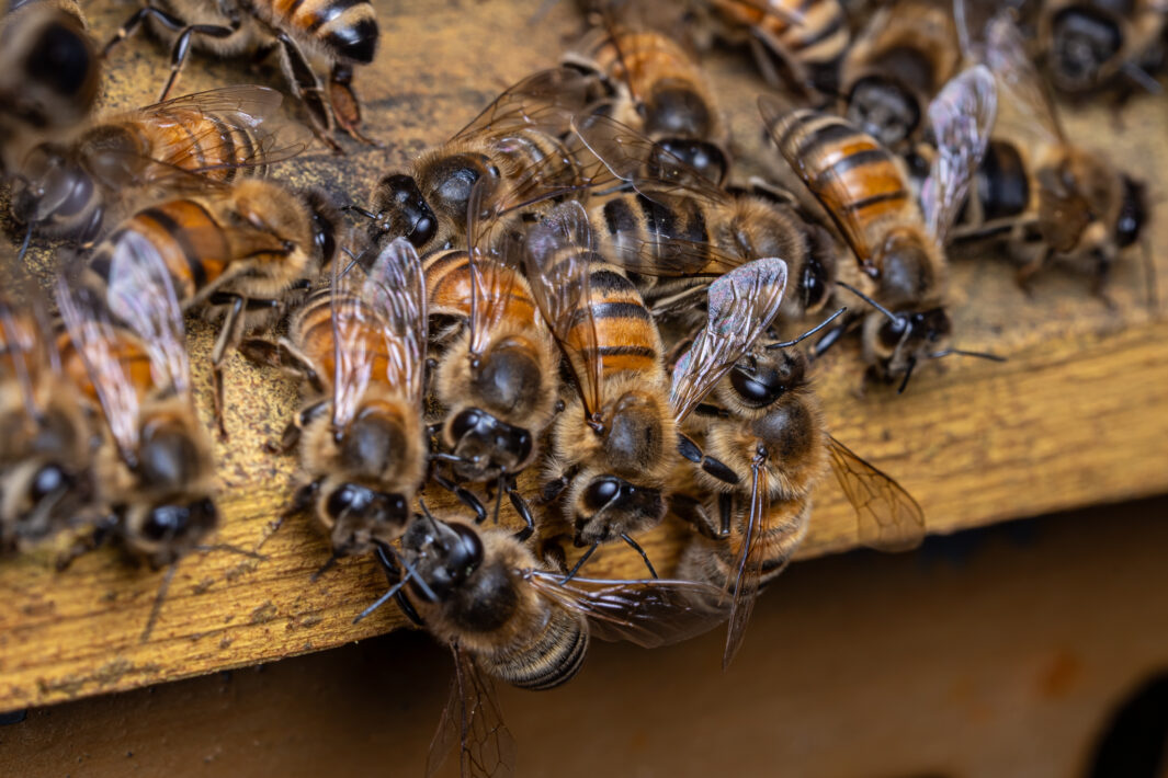 Westliche Honigbienen