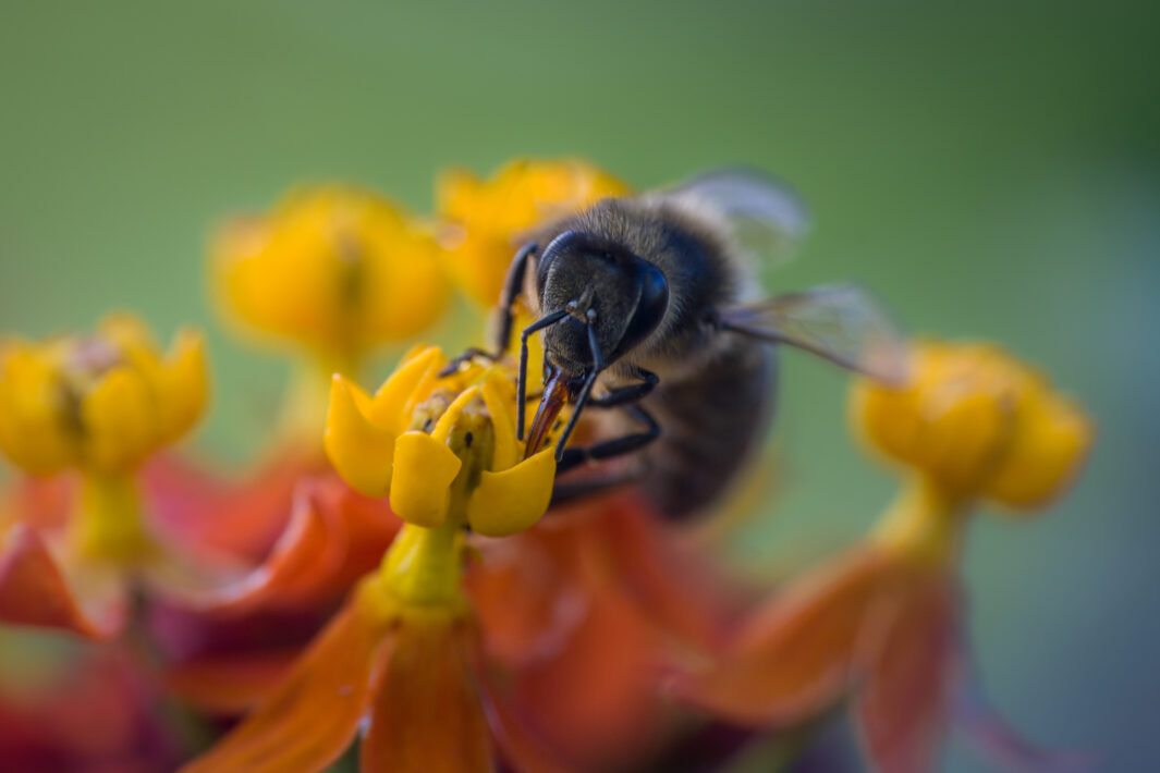 Westliche Honigbiene