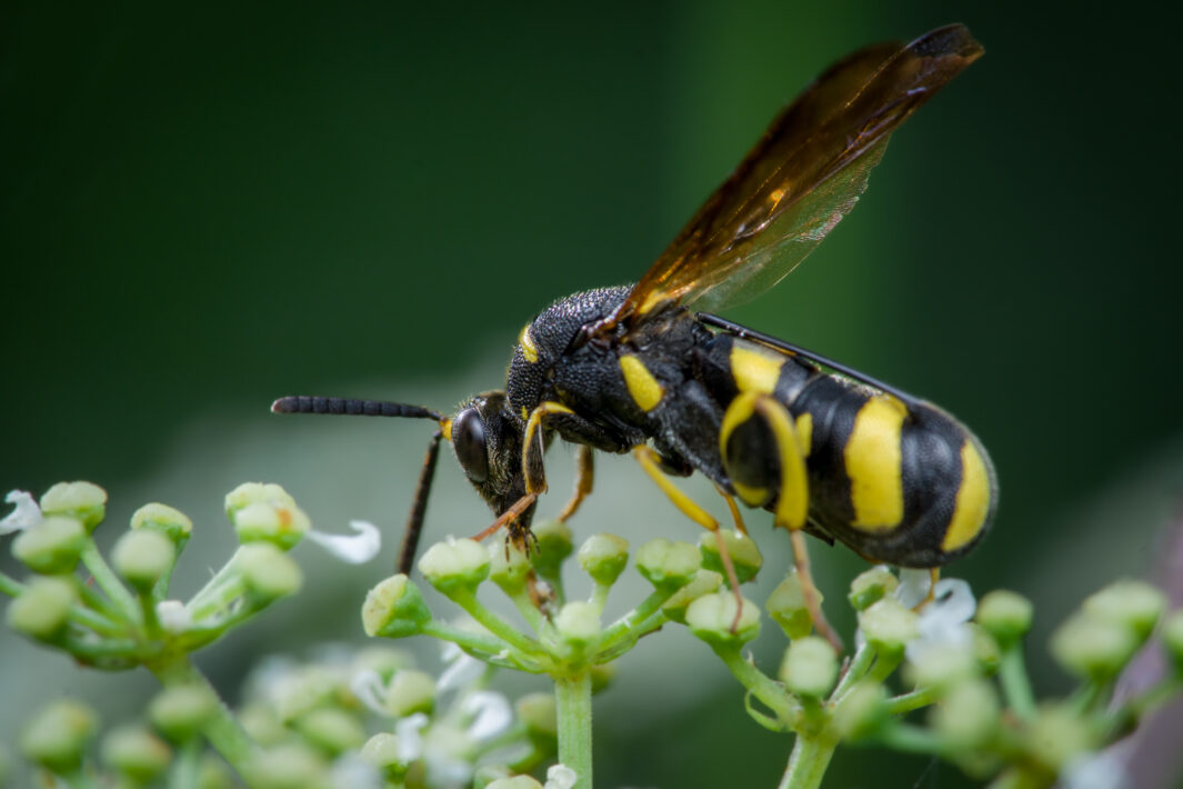 seltene Erzwespe (Leucospis dorsigera)