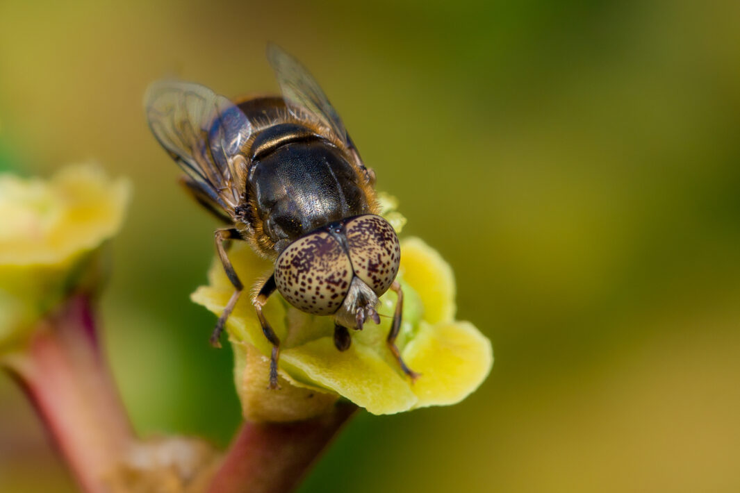 Faulschlammschwebfliege (Eristalinus aeneus)