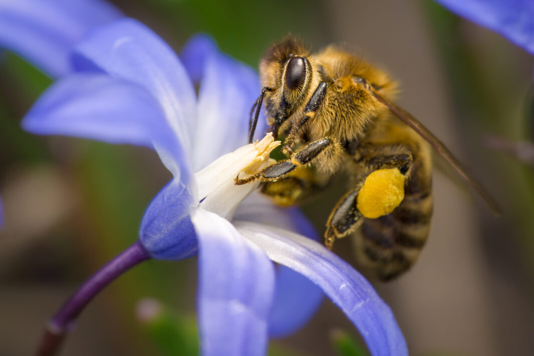 Westliche Honigbiene