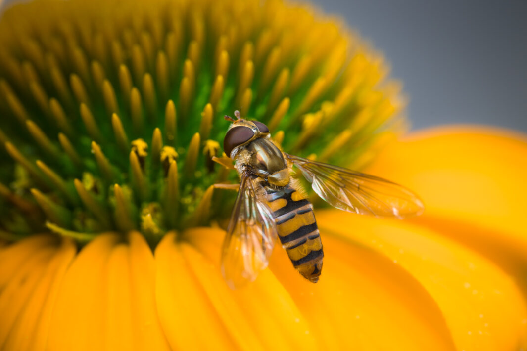 Schwebfliege (Syrphidae)