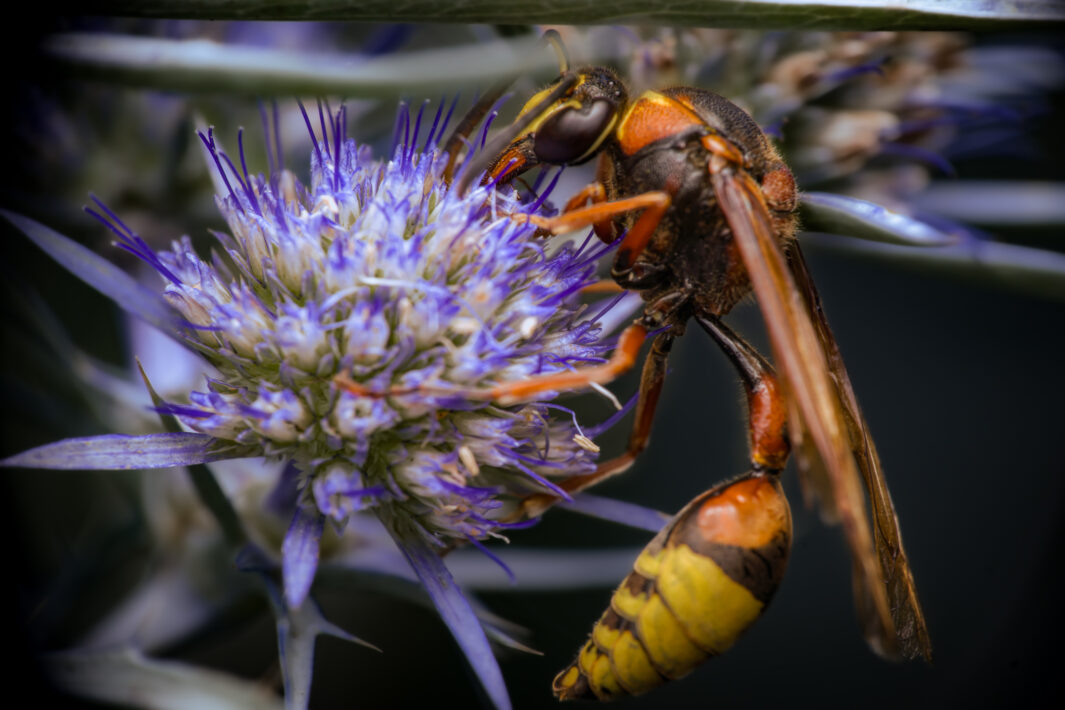 Große Lehmwespe (Delta unguiculatum)