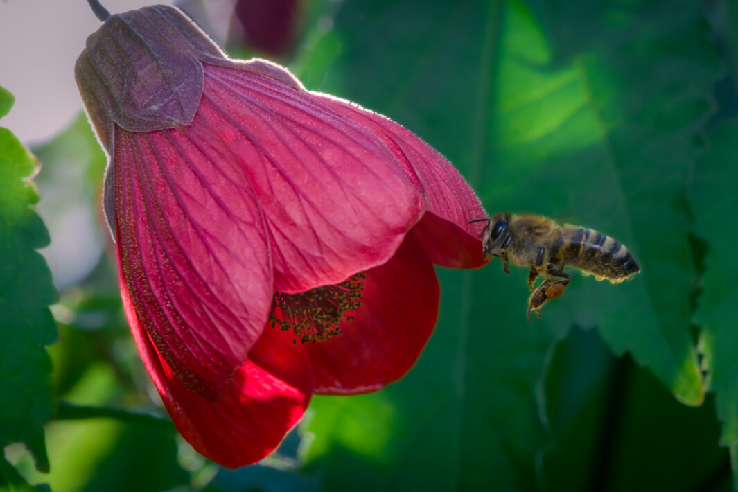 Westliche Honigbiene