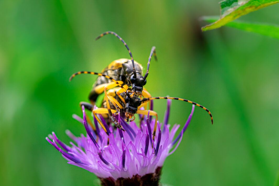 Gefleckten Schmalbock (Rutpela maculata)