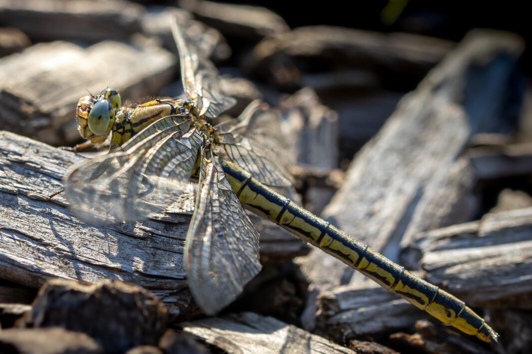 Westliche Keiljungfer