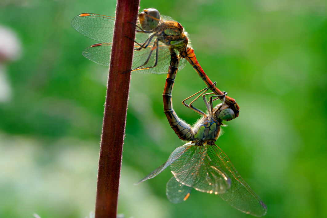Paarungsrad der großen Heidelibelle