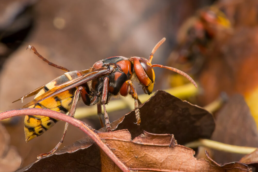 Hornisse (Vespa crabro)