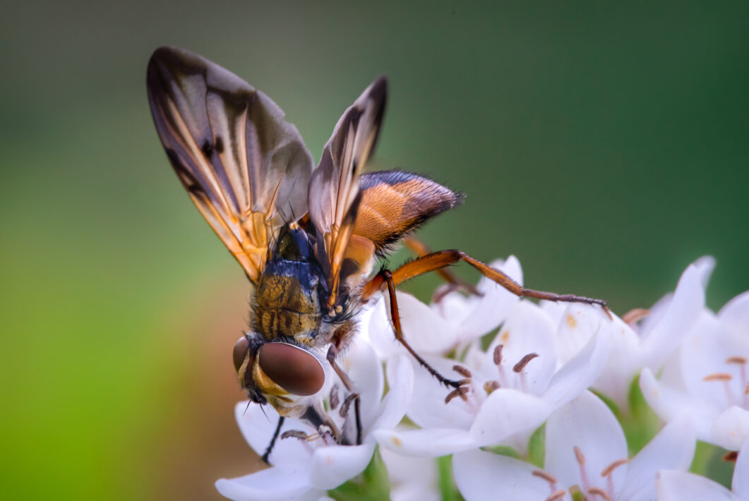 Breitflügelige Raupenfliege (Ectophasia crassipennis)