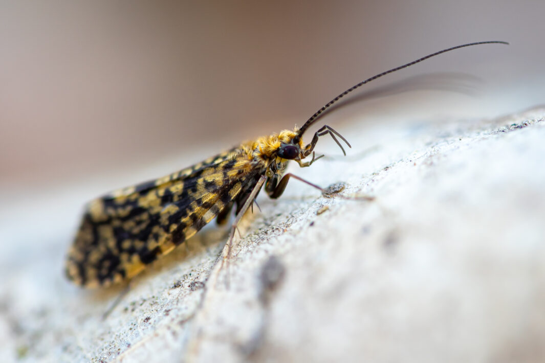 Köcherfliege (Philopotamus ludificatus)